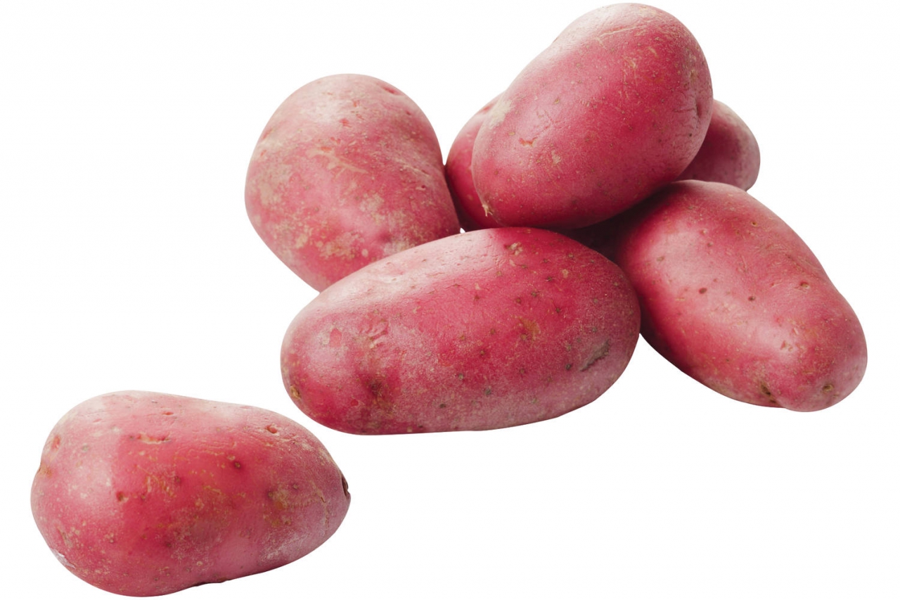 Whole Roseval potatoes stock photo. Image of uncooked - 15735456